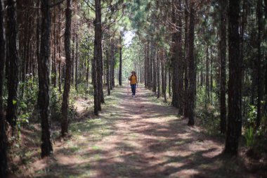Phu Kradueng Ulusal Parkı, Loei, Tayland 'da çam ormanlarında yürüyen bir kadın.