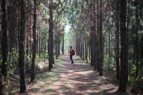 Žena Kráčející Borovým Lesem Národním Parku Phu Kradueng Loei Thajsko — Stock fotografie