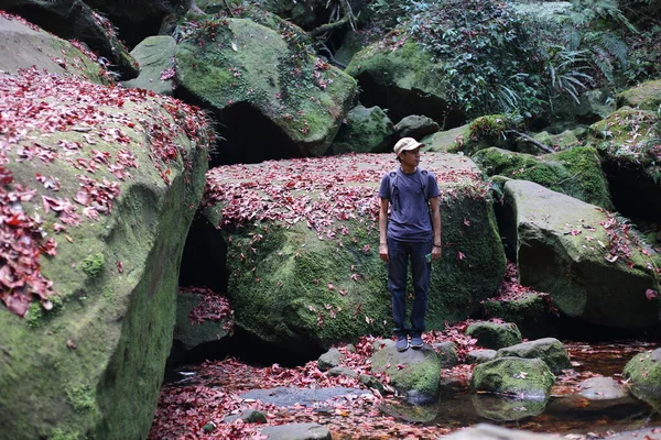 Man Grond Bedekt Met Gevallen Rode Esdoorn Bladeren Phu Kradueng — Stockfoto