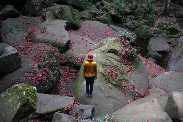 位于泰国洛埃的Phu Kradueng国家公园 站在被落下来的红枫叶覆盖的地面上的妇女 — 图库照片