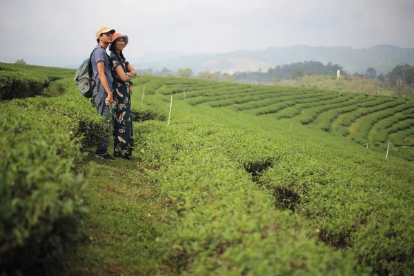 Mulher Homem Plantação Chá Chiang Rai Tailândia — Fotografia de Stock