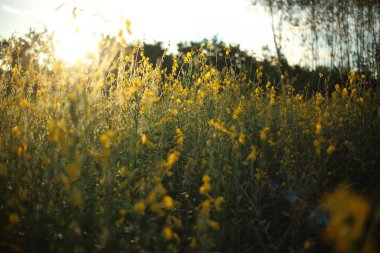 Tayland, Rayong 'daki Crotalaria Juncea ya da Sunn Hemp Field' ın sarı çiçeği.