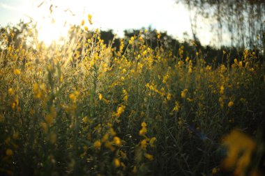 Tayland, Rayong 'daki Crotalaria Juncea ya da Sunn Hemp Field' ın sarı çiçeği.