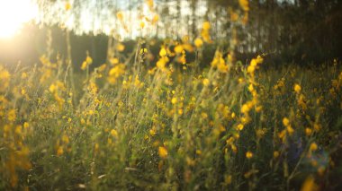 Tayland, Rayong 'daki Crotalaria Juncea ya da Sunn Hemp Field' ın sarı çiçeği.