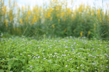 Çimenlerin arka planında crotalaria juncea vardır.