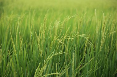 Tayland 'da Rayong' daki pirinç tarlaları.