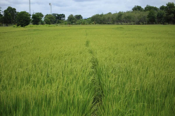 Risfält Rayong Thailand — Stockfoto