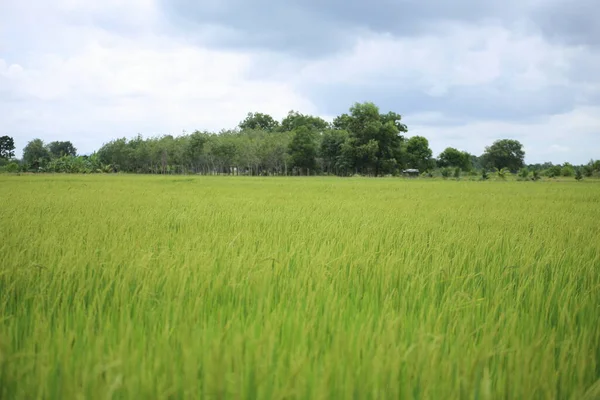 Risfält Rayong Thailand — Stockfoto