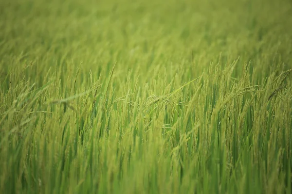 Rice Fields Rayong Thailand — Stock Photo, Image