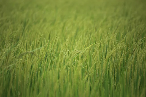 Reisfelder Rayong Bei Thailand — Stockfoto