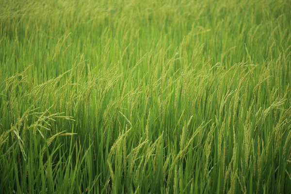 Reisfelder Rayong Bei Thailand — Stockfoto