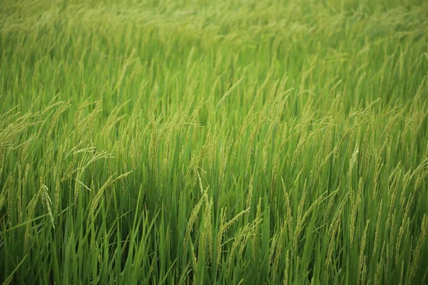 Reisfelder Rayong Bei Thailand — Stockfoto
