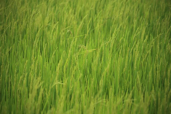 Rice Fields Rayong Thailand — Stock Photo, Image