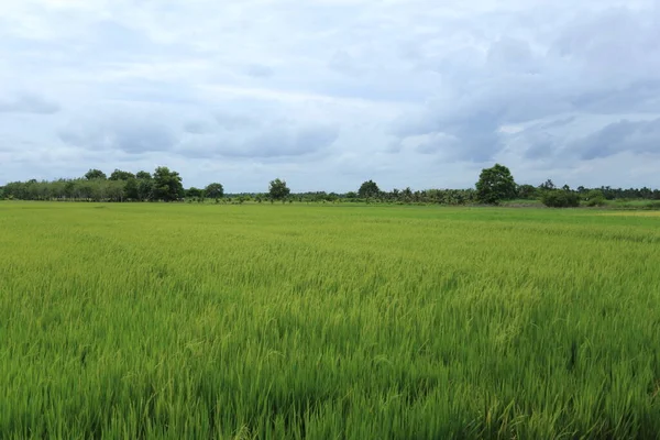 Risfält Rayong Thailand — Stockfoto