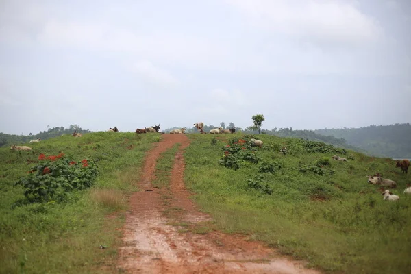 Les Vaches Vivent Dans Pâturage — Photo