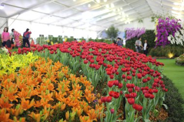 Rayong, Tayland 'daki Lale Bahçesi