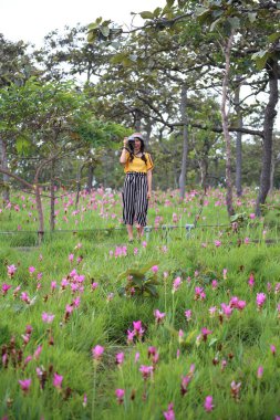 Tayland, Chaiyaphum 'daki Pa Hin Ngam Milli Parkı' ndaki Krachiew çiçeklerinin tarlalarındaki kadınlar.