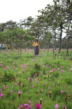Tayland, Chaiyaphum 'daki Pa Hin Ngam Milli Parkı' ndaki Krachiew çiçeklerinin tarlalarındaki kadınlar.