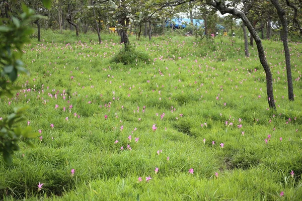 Tayland, Chaiyaphum 'daki Pa Hin Ngam Milli Parkı' ndaki Krachiew çiçek tarlası.
