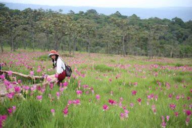 Tayland, Chaiyaphum 'daki Sai Tanga Ulusal Parkı' ndaki Krachiew çiçeklerinin tarlalarındaki kadınlar.