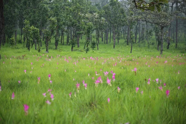 Campo Fiori Krachiew Nel Parco Nazionale Sai Thong Chaiyaphum Thailandia — Foto Stock