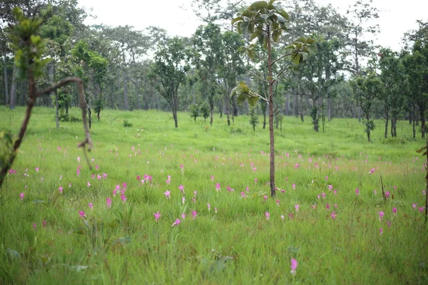 Campo Flores Krachiew Parque Nacional Sai Thong Chaiyaphum Tailandia — Foto de Stock