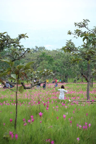 Kvinnor Fälten Krachiew Blommor Vid Sai Thong Nationalpark Chaiyaphum Thailand — Stockfoto