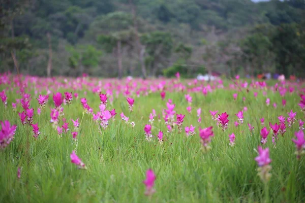 Campo Fiori Krachiew Nel Parco Nazionale Sai Thong Chaiyaphum Thailandia — Foto Stock