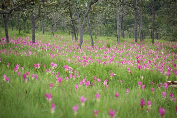 Campo Fiori Krachiew Nel Parco Nazionale Sai Thong Chaiyaphum Thailandia — Foto Stock