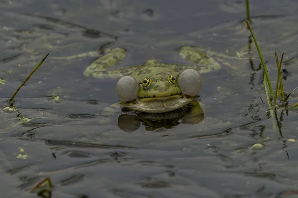 Ranas Verdes Agua Verde Con Plantas Verdes — Foto de Stock