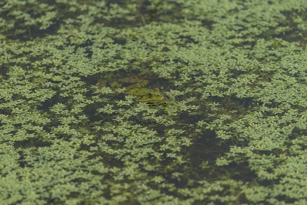 绿水中的绿色青蛙与绿色植物 — 图库照片