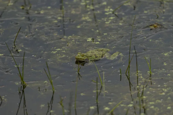 Ranas Verdes Agua Verde Con Plantas Verdes — Foto de Stock