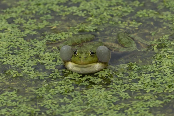 緑の植物と緑の水の緑のカエル — ストック写真