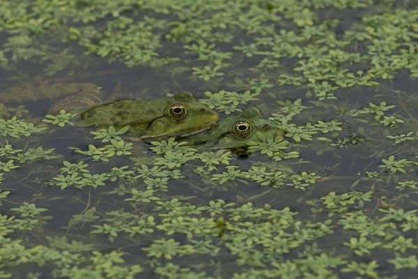 绿水中的绿色青蛙与绿色植物 — 图库照片