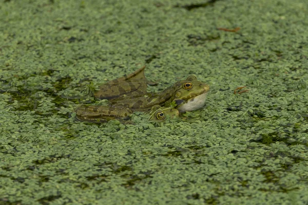 緑の植物と緑の水の緑のカエル — ストック写真
