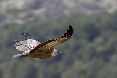 Griffon akbaba nehir üzerinde ücretsiz bir uçuş