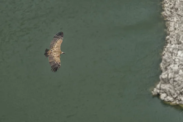 Buitre Leonado Vuelo Libre Sobre Río —  Fotos de Stock