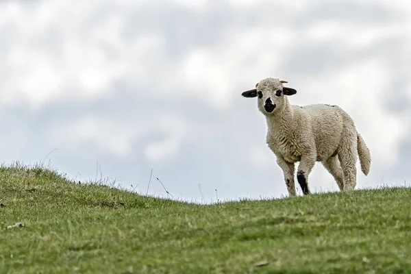 绿色田野上的羔羊和小羊 — 图库照片