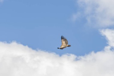 Griffon akbaba nehir üzerinde ücretsiz bir uçuş
