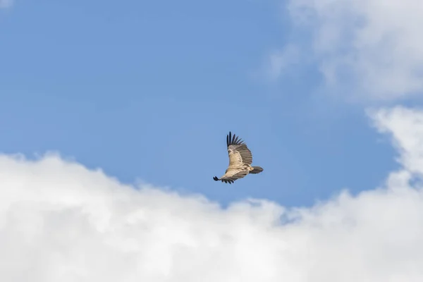 Abutre Griffon Voo Livre Acima Rio — Fotografia de Stock