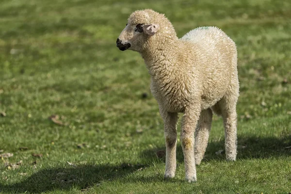 Lambs Sheeps Green Field — Stock Photo, Image