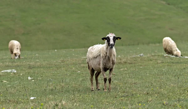 绿色田野上的羔羊和小羊 — 图库照片
