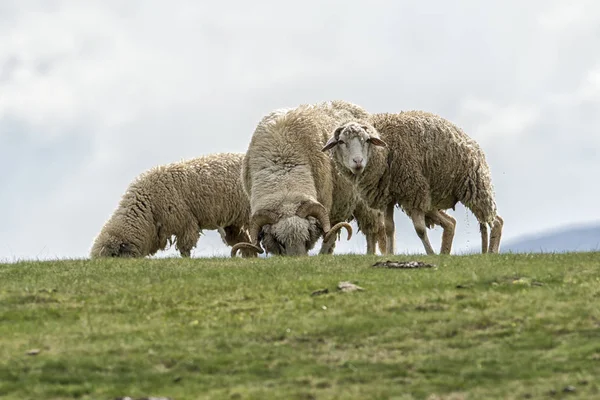 Cordeiros Ovelhas Campo Verde — Fotografia de Stock