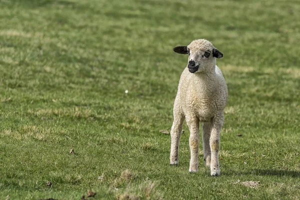 Jagniowce Owce Zielonym Polu — Zdjęcie stockowe
