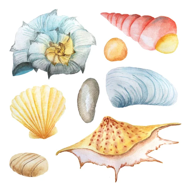 Acuarela conjunto de conchas marinas y piedras —  Fotos de Stock