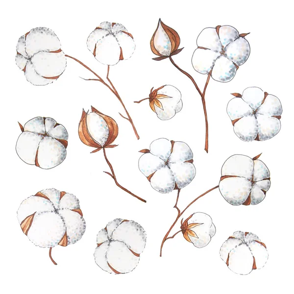 Flores de algodão aquarela desenhadas à mão — Fotografia de Stock