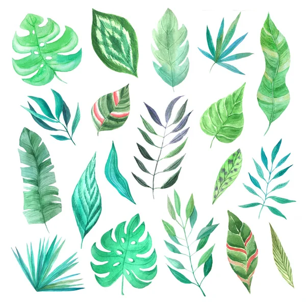 Akvarell trópusi nyári zöld levelek beállítása — Stock Fotó