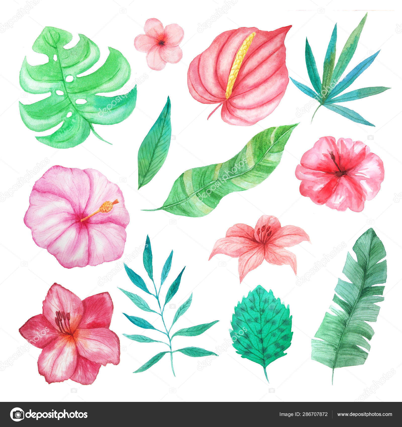Download Watercolor Tropical Flowers Leaves And Plants Stock Photo Image By C Lisagerrard 286707872