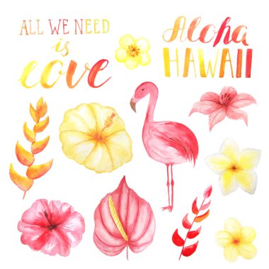 Suluboya tropikal çiçekler, yaprakları, Flamingo