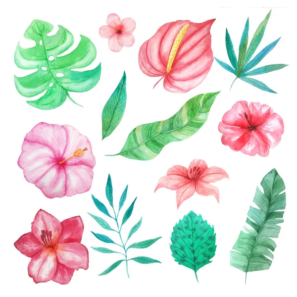 Acuarela flores tropicales, hojas y plantas —  Fotos de Stock